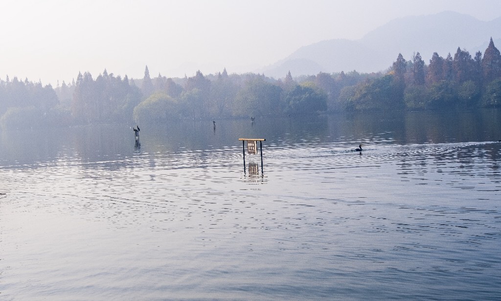 水鸟 西湖风光 自然风景 西湖 旅行 鸟儿 城市风光 杭州西湖