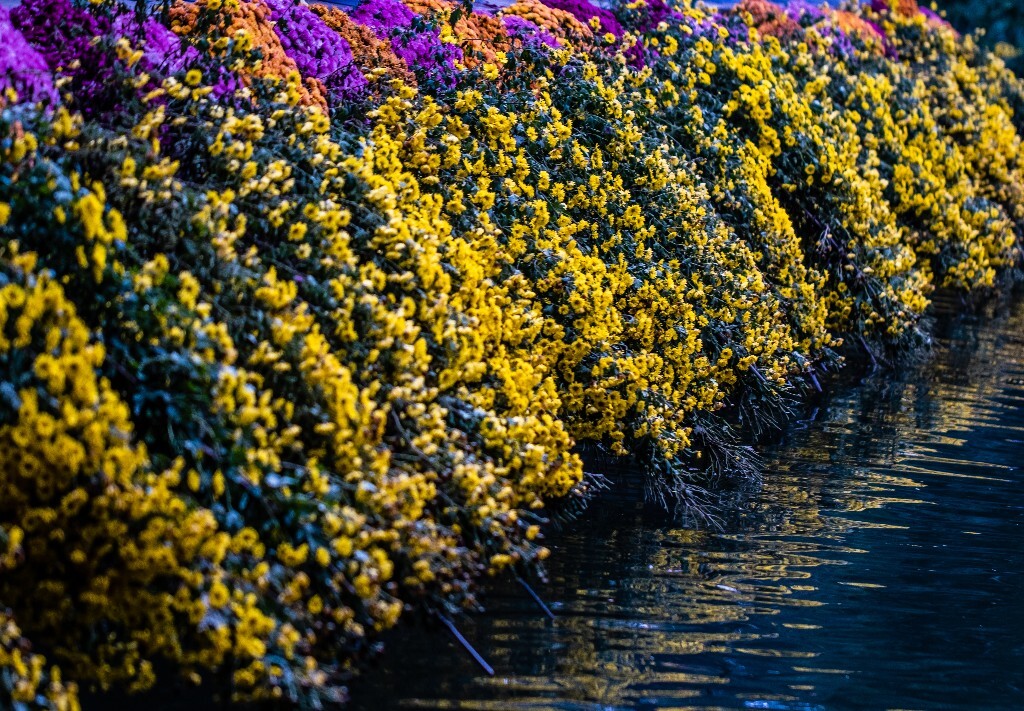 菊花 寿客 金英 黄华 秋菊 陶菊 日精 女华 延年 隐逸花 家菊 花儿 盛开的菊花
