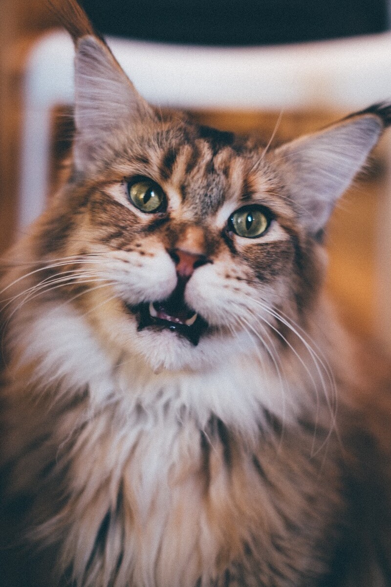 猫 猫科动物 动物 猫亚科 豹亚科 猫咪 家猫 野猫 喵星人 可爱的猫猫 英短 虎斑 超凶