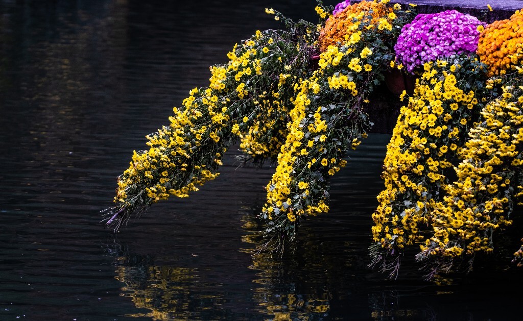 菊花 寿客 金英 黄华 秋菊 陶菊 日精 女华 延年 隐逸花 家菊 花儿 盛开的菊花
