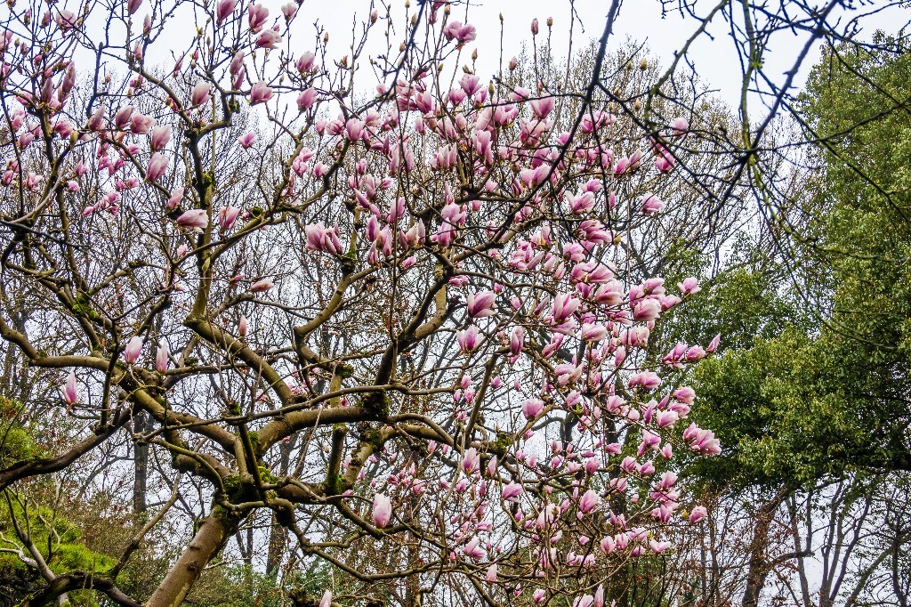 紫玉兰木兰 玉兰花 望春 应春花 玉堂春 玉兰 植物 花草 花朵 图片 摄影