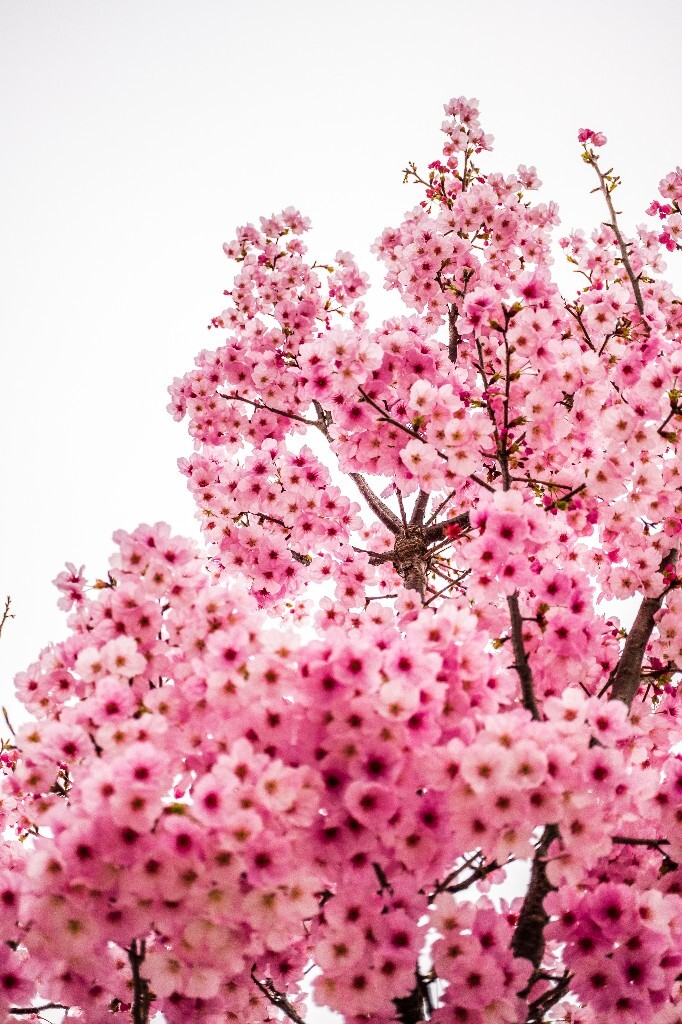 粉色樱花 色彩 花 花朵 花儿 樱花 <a href="https://tuchong.com/tags/%E6%84%9F%E7%9F%A5%E6%98%A5%E5%A4%A9%E6%9D%A5%E4%B8%B4%E7%9A%84%E7%9E%AC%E9%97%B4/" target="_blank">#感知春天来临的瞬间</a>