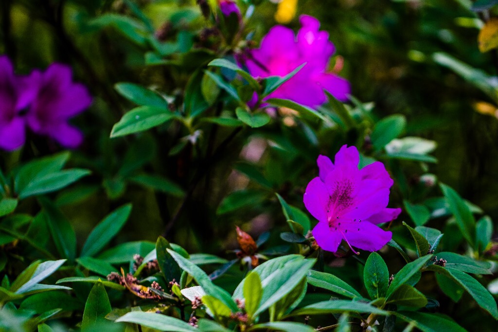 杜鹃 杜鹃花 山踯躅 山石榴 映山红 照山红 唐杜鹃 花朵 花草 植物 摄影