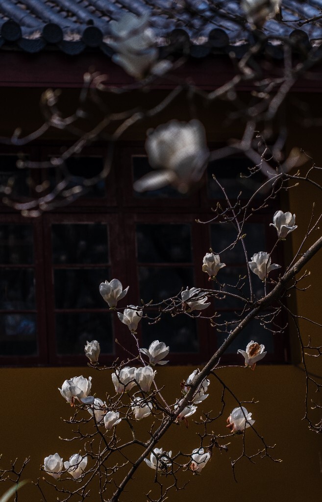 玉兰 玉兰花 植物 微距 摄影 风光 自然 法喜寺 500年玉兰 旅行 白色的玉兰