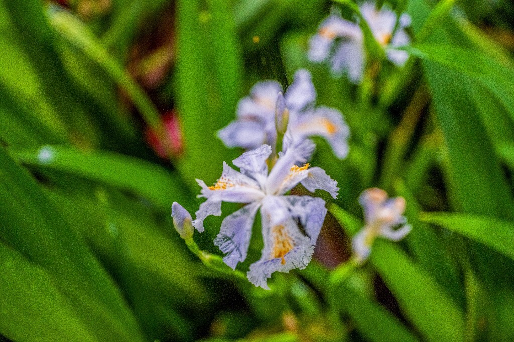 鸢尾 乌鸢 扁竹花 屋顶鸢尾 蓝蝴蝶 紫蝴蝶 蛤蟆七 蝴蝶花 植物 风光 摄影 微距  花草花朵