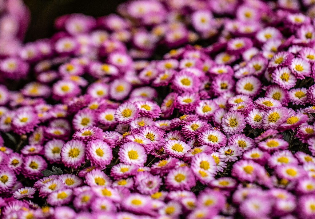 菊花 寿客 金英 黄华 秋菊 陶菊 日精 女华 延年 隐逸花 家菊 花儿 盛开的菊花
