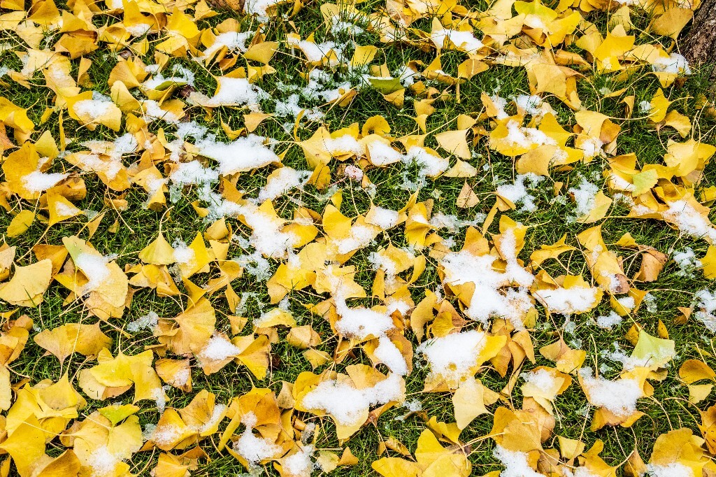 银杏树叶 白果叶 飞蛾叶 鸭脚子 雪景 草地上的雪 草地 落叶 叶子 一叶知秋 风光 自然 2022年第一场雪