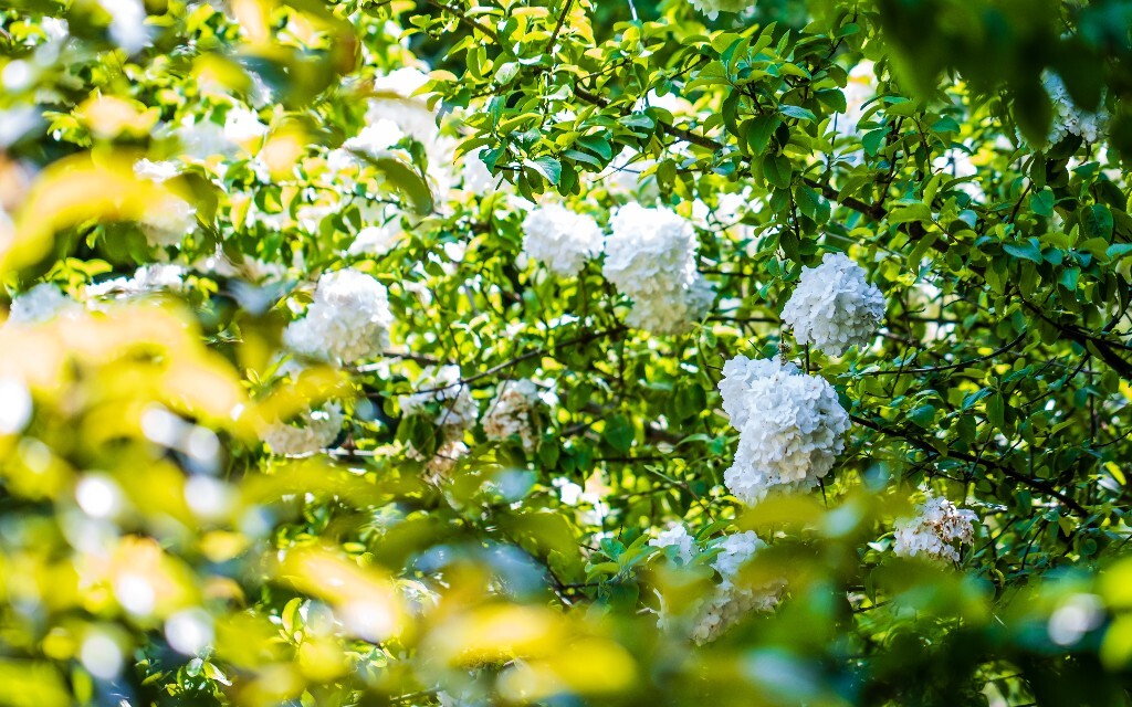 八仙花 粉团花 草绣球 紫绣球 紫阳花 绣球 木绣球 摄影 风光 植物花朵 旅行