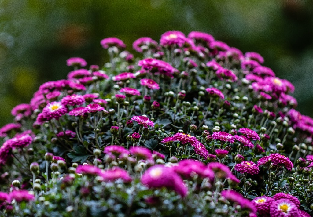 菊花 寿客 金英 黄华 秋菊 陶菊 日精 女华 延年 隐逸花 家菊 花儿 盛开的菊花
