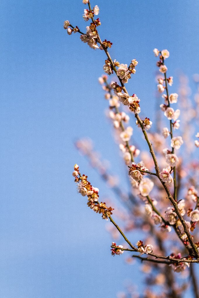 梅 梅花 植物 风光 花卉 花朵 花儿 摄影 旅行 赏花