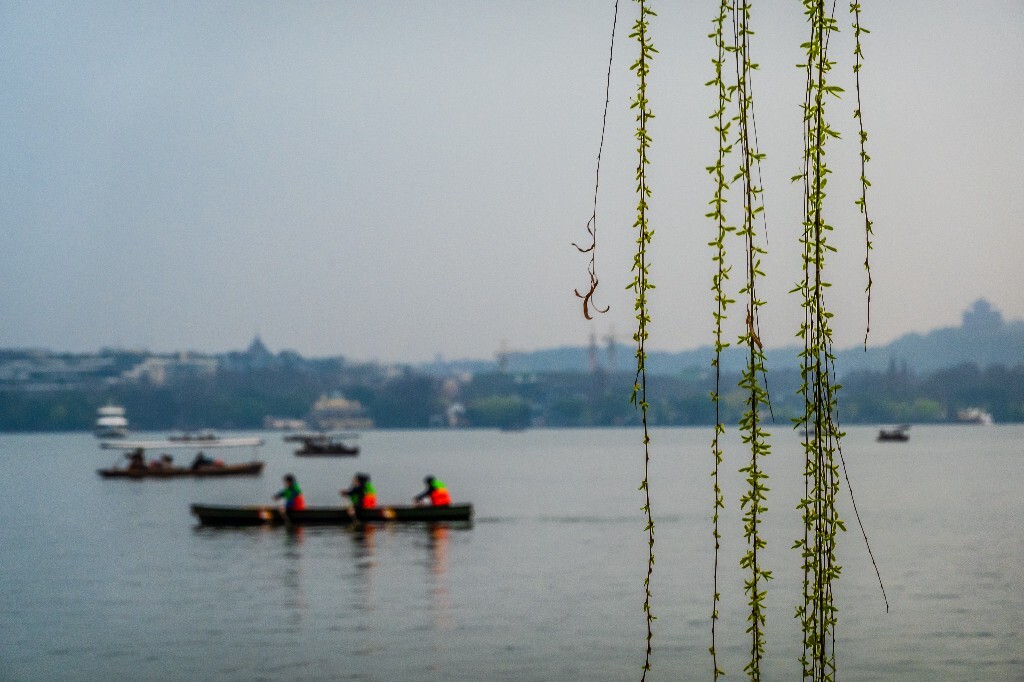 西湖柳树 风光 自然 植物 柳树