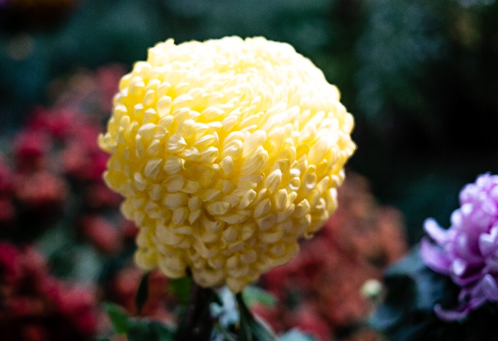 菊花 寿客 金英 黄华 秋菊 陶菊 日精 女华 延年 隐逸花 家菊 花儿 盛开的菊花
