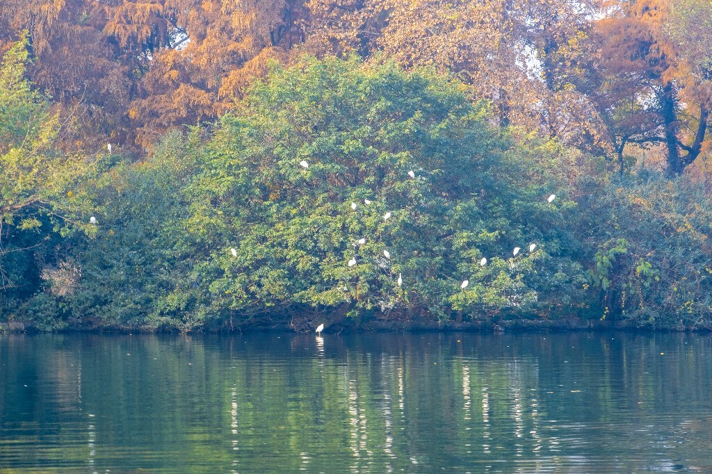 水鸟 西湖风光 自然风景 西湖 旅行 鸟儿 城市风光 杭州西湖