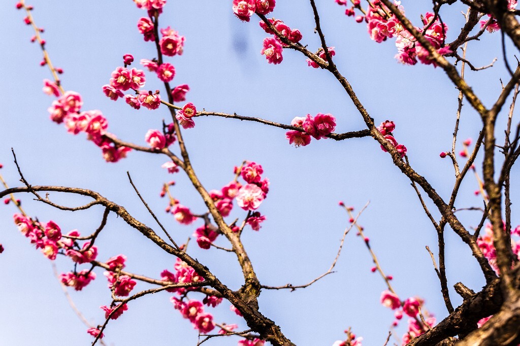 梅花 红色的梅花 梅 图片 摄影 风光 花卉 花朵 旅游 花