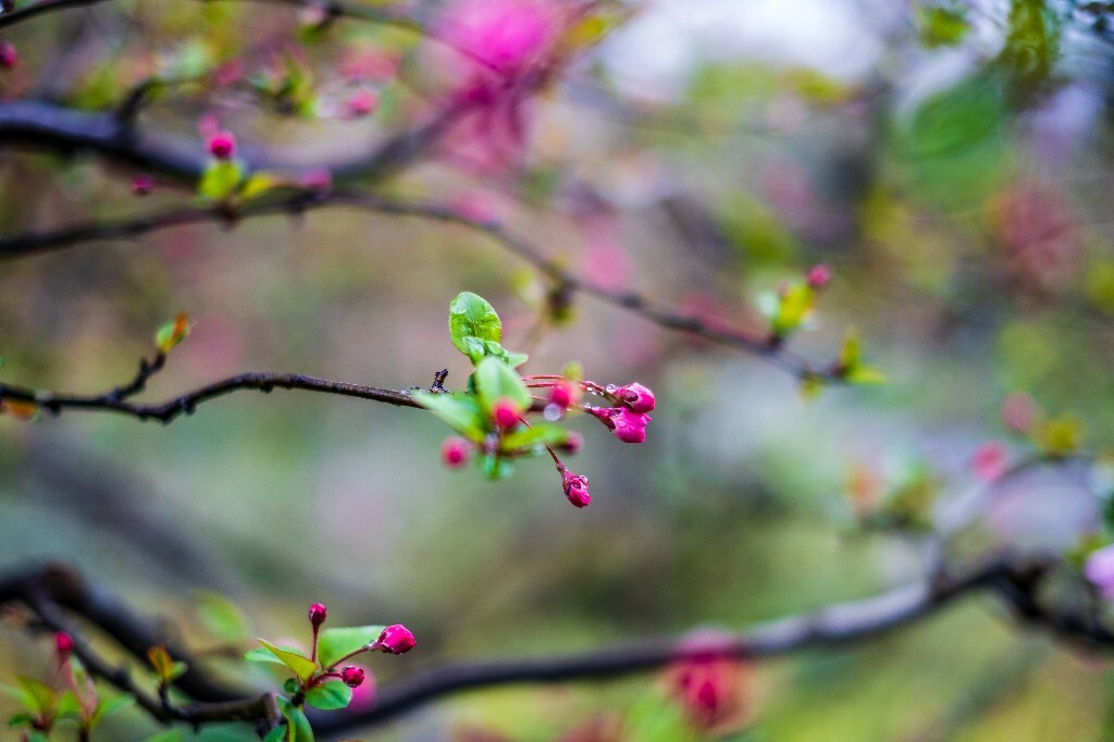 花草 花卉  海棠花  图片 摄影 风光  花朵 花儿