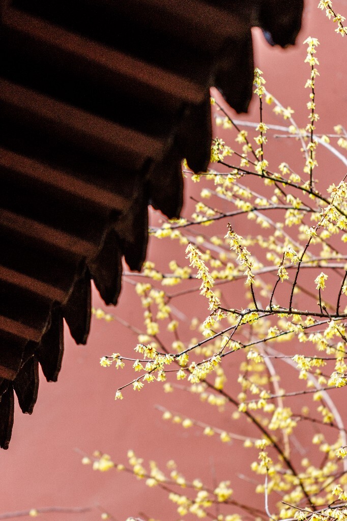 梅花 腊梅 风光 摄影  自然  植物 微距 旅行  建筑 钱王祠