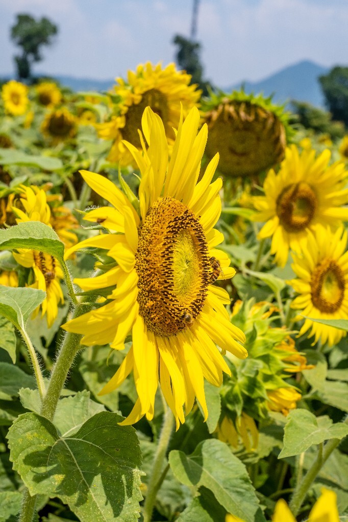 向日葵 葵花 向阳花 望日葵 朝阳花 转日莲 摄影 风光 自然 花儿 太阳花 植物