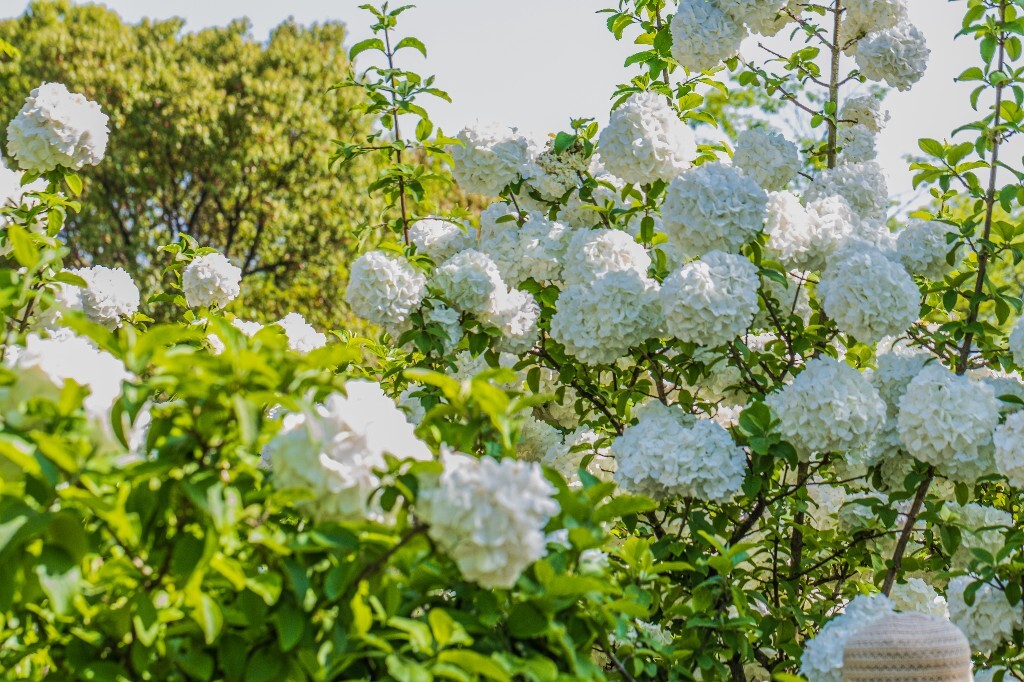 八仙花 粉团花 草绣球 紫绣球 紫阳花 绣球 木绣球 植物 摄影 风光 花朵 花儿 绣球花
