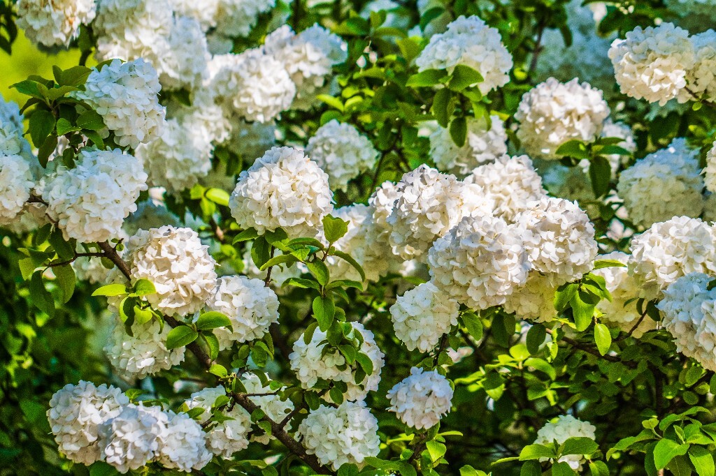八仙花 粉团花 草绣球 紫绣球 紫阳花 绣球 木绣球 植物 摄影 风光 花朵 花儿 绣球花