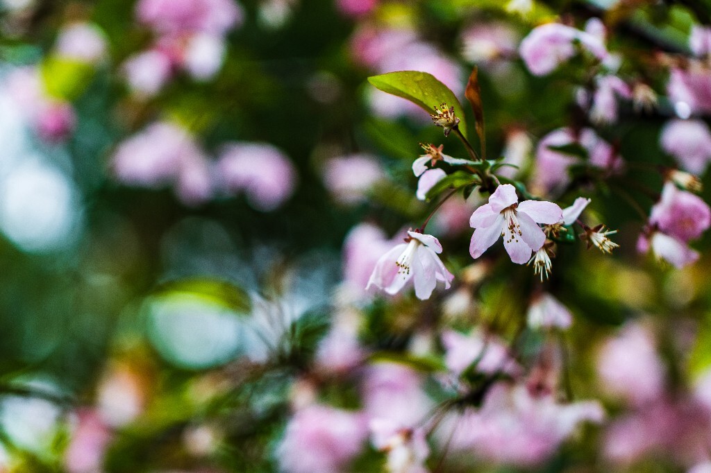 海棠花 国艳 花贵妃 花尊贵 海棠 植物 花朵 花儿