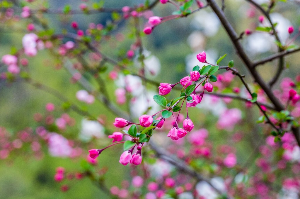 海棠 海棠花 花朵 花儿 摄影