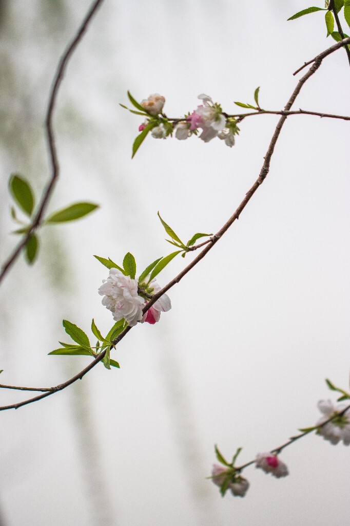 桃花 西湖桃花 西湖风光 自然 色彩 春天 西湖之春 花朵 花儿 桃红柳绿