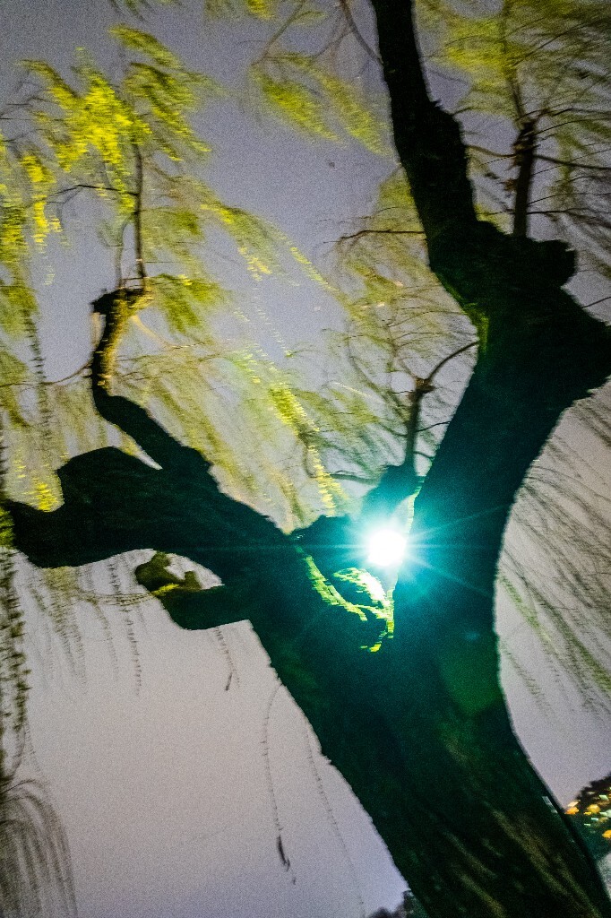柳树 风光 自然 西湖风光 植物 叶子 柳叶 旅行 摄影 西湖柳树