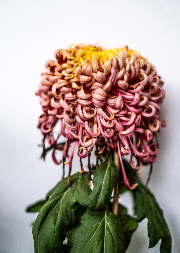 菊花 寿客 金英 黄华 秋菊 陶菊 日精 女华 延年 隐逸花 家菊 花儿 盛开的菊花