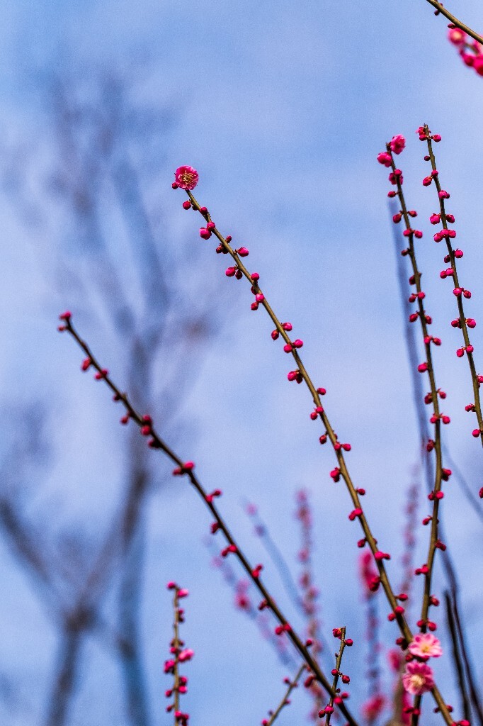 梅花 红色的梅花 梅 图片 摄影 风光 花卉 花朵 旅游 花