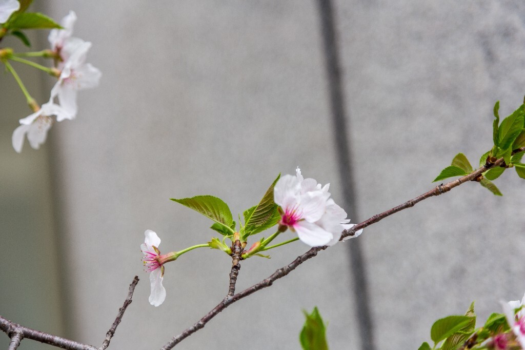 樱花 植物 摄影 自然 风光 环境 白色的樱花 粉色的樱花