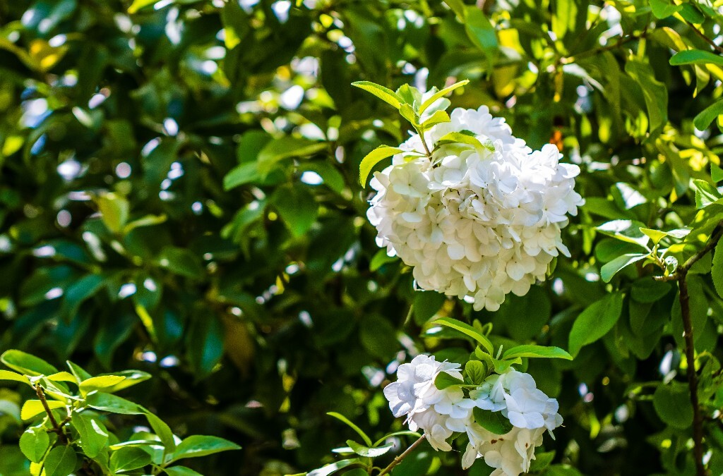八仙花 粉团花 草绣球 紫绣球 紫阳花 绣球 木绣球 山绣球 摄影 植物 风光 摄影