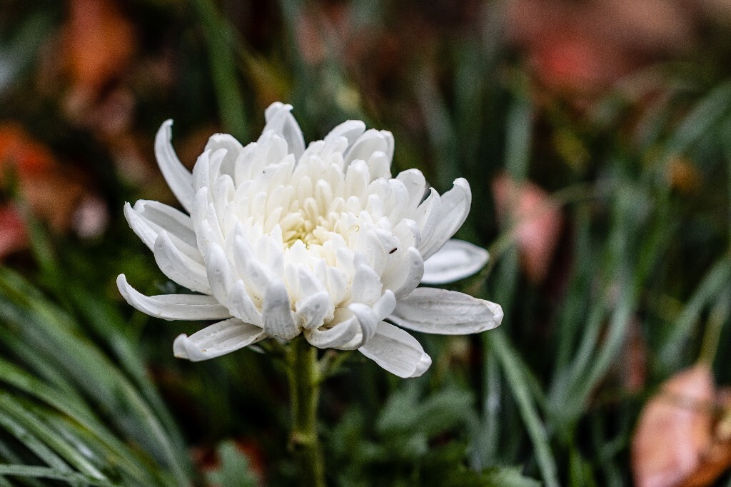 江西腊 七月菊 格桑花 翠菊 植物 花朵 花儿