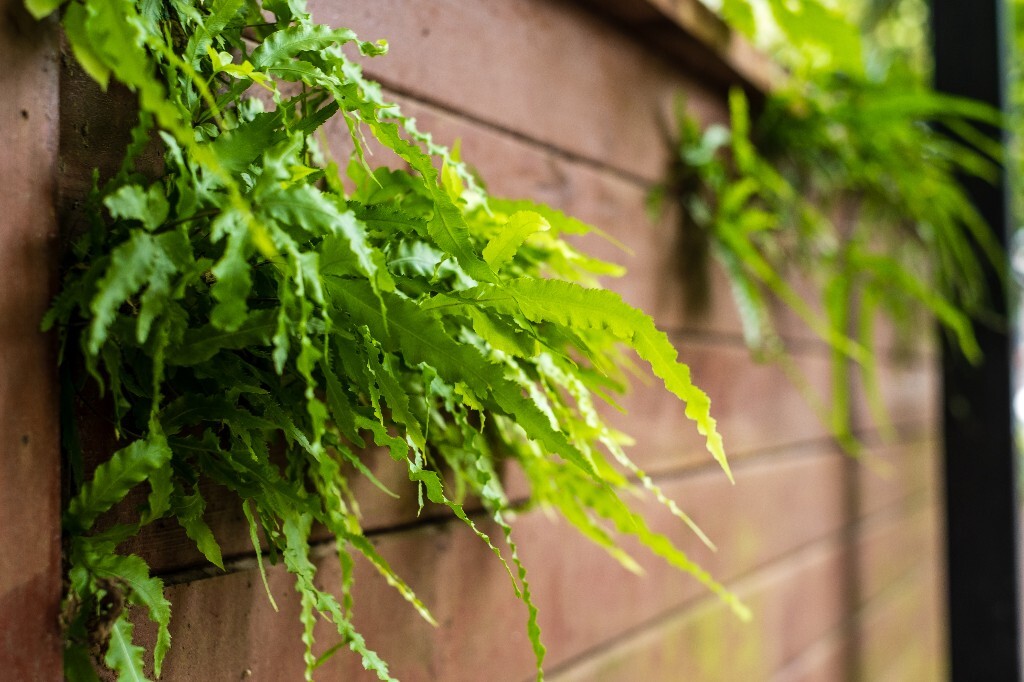 光亮瘤蕨 石上附生植物 植物 风光 自然  摄影  水龙骨科瘤蕨属植物