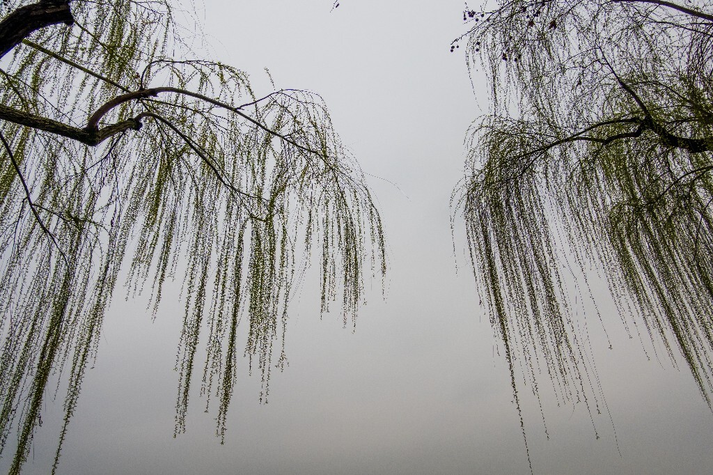 风光 西湖 柳树 叶子 植物