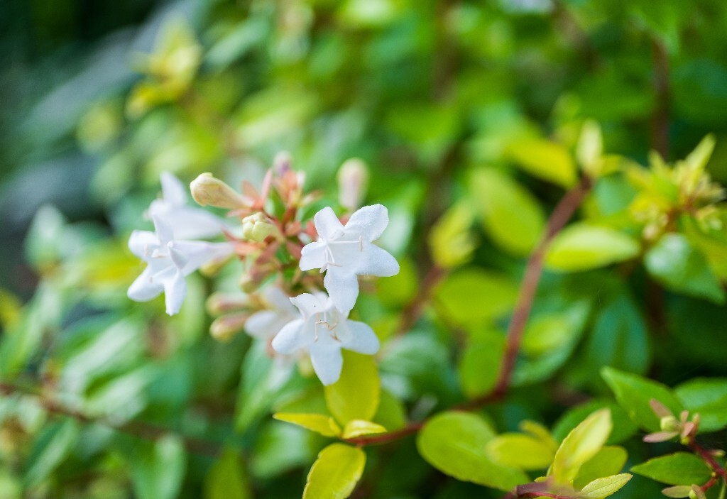 六道木 摄影 风光 自然 花朵 花儿 白色的花 环境 微距 旅行
