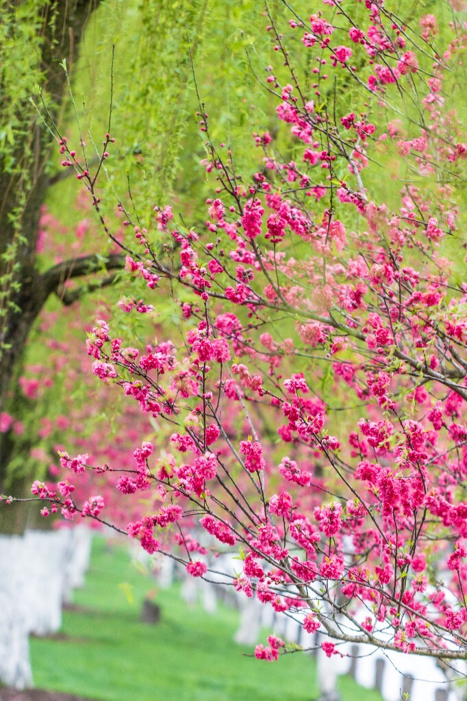 西湖桃花 桃花 自然 微距 风光 色彩 西湖之春 春天 桃红柳绿 西湖三月天