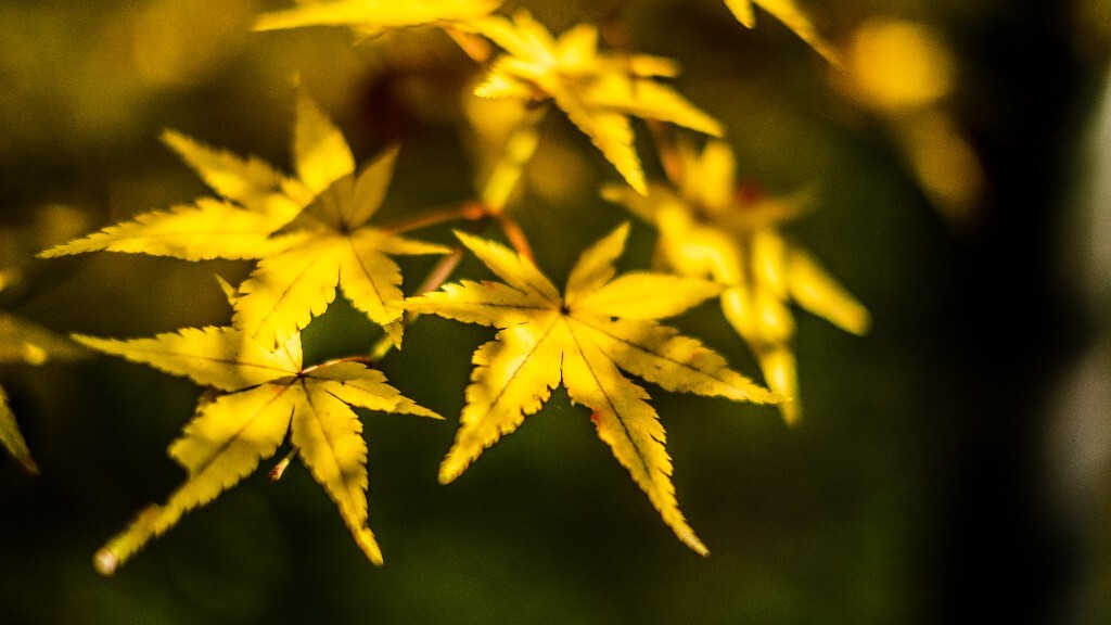植物 摄影 光 叶子 枫叶 风光摄影 旅行 自然