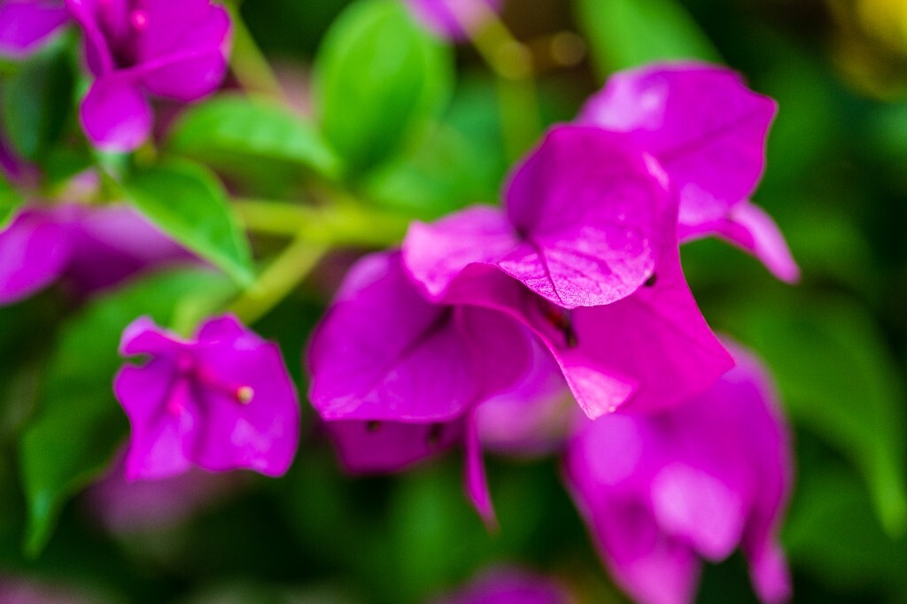 紫亚兰 紫三角 三角花 小叶九重葛 簕杜鹃 宝巾 九重葛 三叶梅 毛宝巾 叶子花 叶子梅 纸花 宝巾花 南美紫茉莉 紫红花三角梅