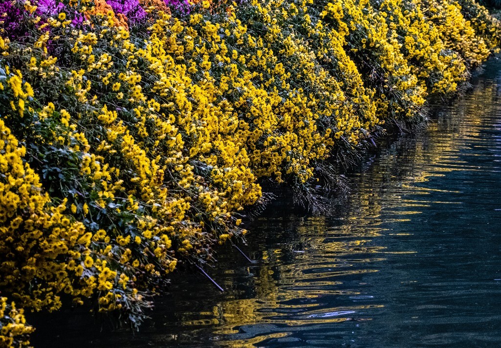 菊花 寿客 金英 黄华 秋菊 陶菊 日精 女华 延年 隐逸花 家菊 花儿 盛开的菊花