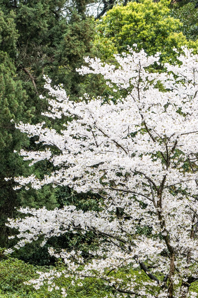 樱花 白色樱花 植物 风光 色彩 自然 环境 西湖春天 西湖之春 西湖风光 风景