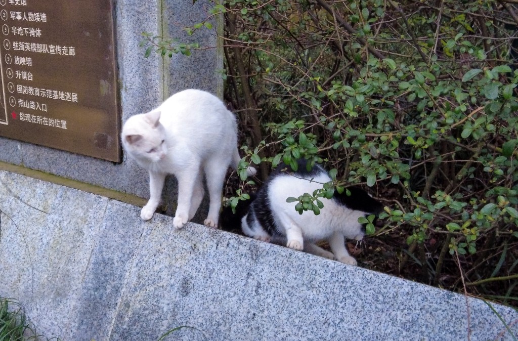 喵星人 猫猫 宠物 摄影 街道 旅行