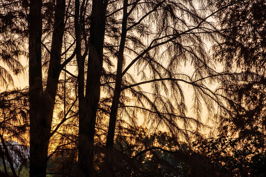 风光 自然 图片 摄影  夕阳  树枝 树木