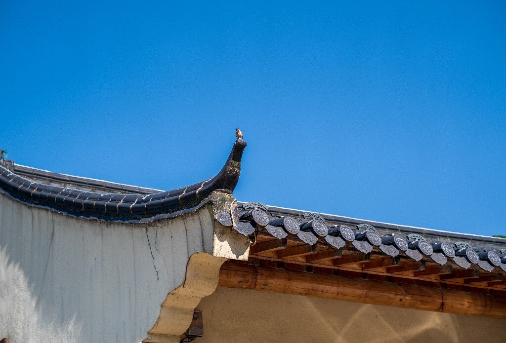 建筑 自然  小鸟 街拍  城市  屋檐 房檐 蓝天 