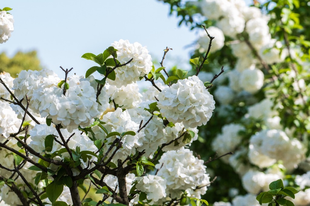 八仙花 粉团花 草绣球 紫绣球 紫阳花 绣球 木绣球 植物 摄影 风光 花朵 花儿 绣球花