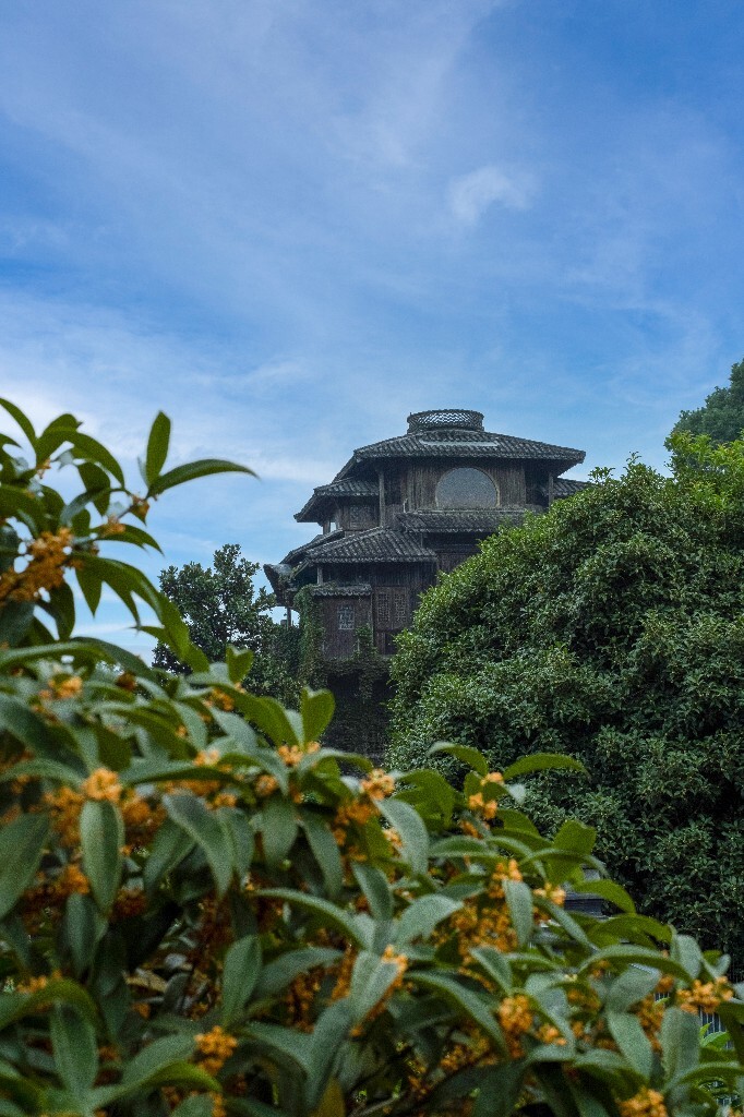 桂花 建筑 汤屋 风光 网红建筑 摄影 盛开的桂花