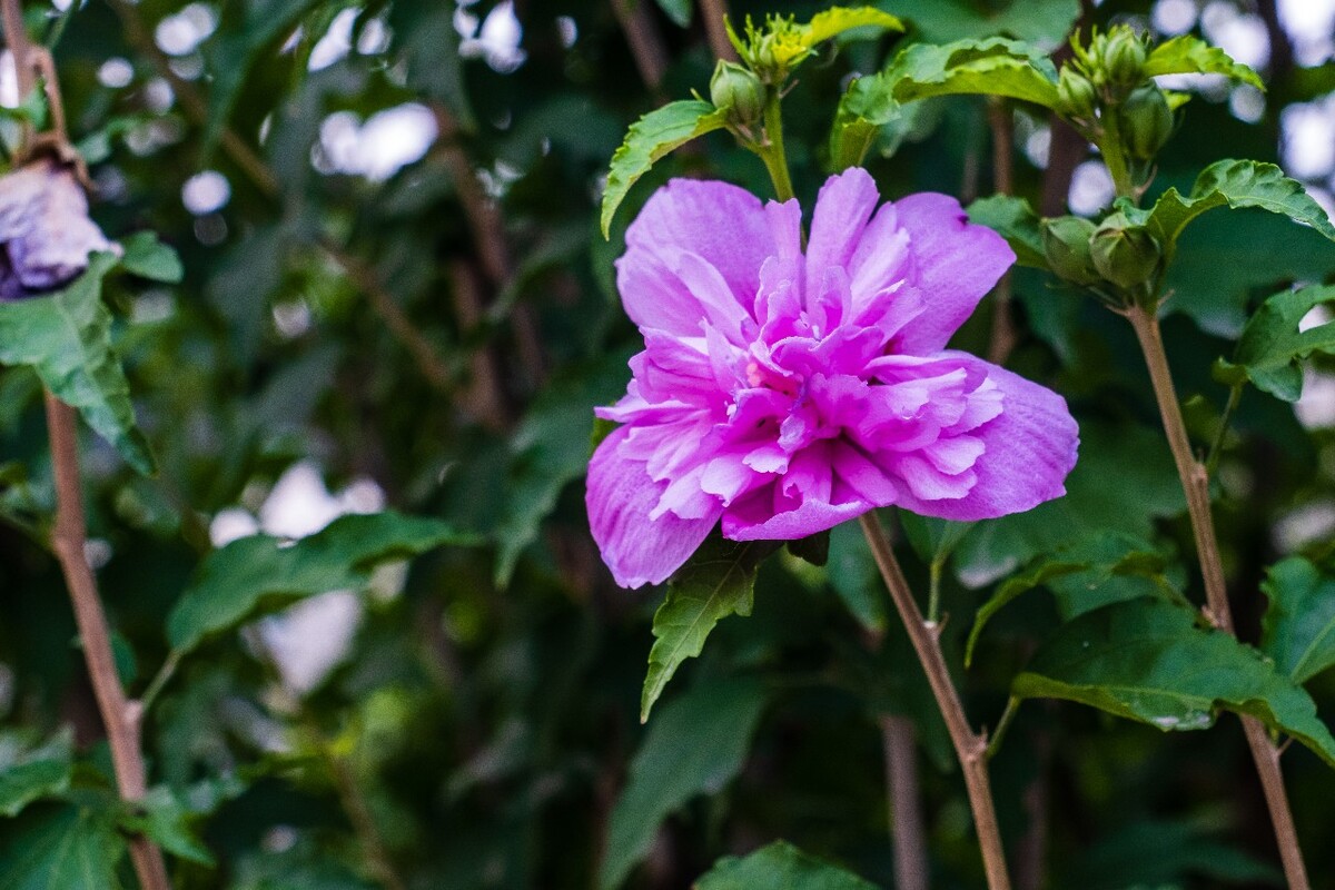 白花单瓣木槿 木棉 荆条 朝开暮落花 喇叭花 木槿