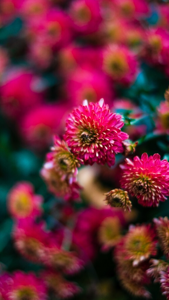 寿客 金英 黄华 秋菊 陶菊 日精 女华 延年 隐逸花 家菊 摄影 花朵花儿 盛开的菊花