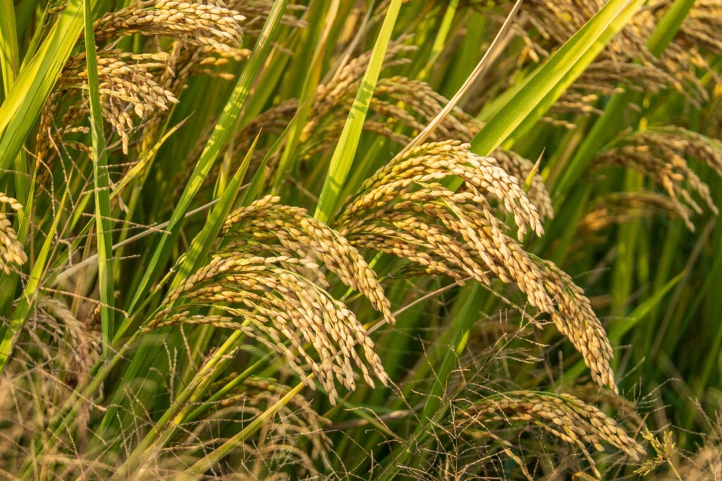 植物 风光 稻田 植物 金黄色的稻田 稻子 水稻 丰收 喜悦