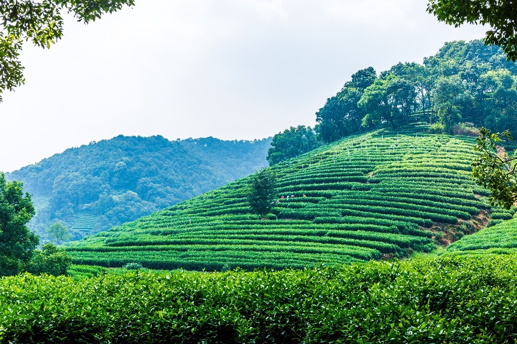 植物 风光 摄影 茶园风光 龙井茶园 旅行 自然 风光 采茶人
