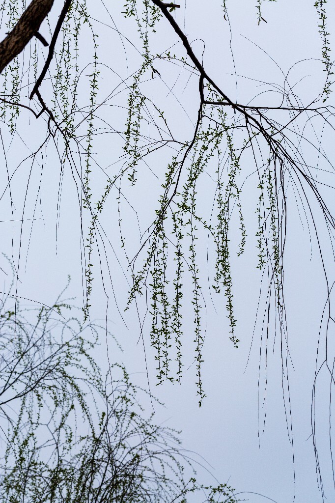 柳树 柳枝 柳丫 春天 树叶 树枝 风光 自然 植物 摄影 叶子 树